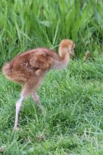 Blue White Black - 12th May 2014 Blue White Black - 12th May 2014